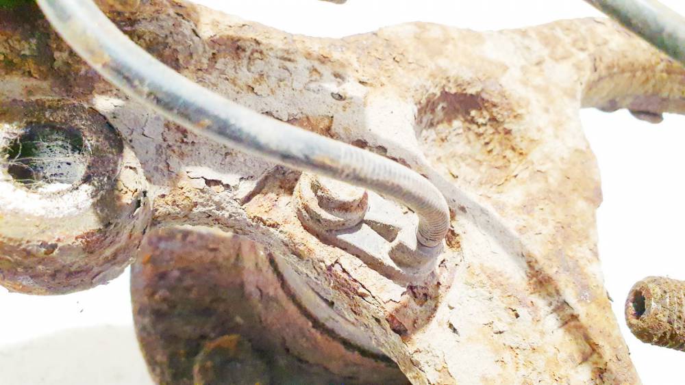 04779244AB Chrysler 300C 2006 ABS Radsensor Drehzahlsensor Sensor Raddrehzahl Abs Fühler - Vorne Linke